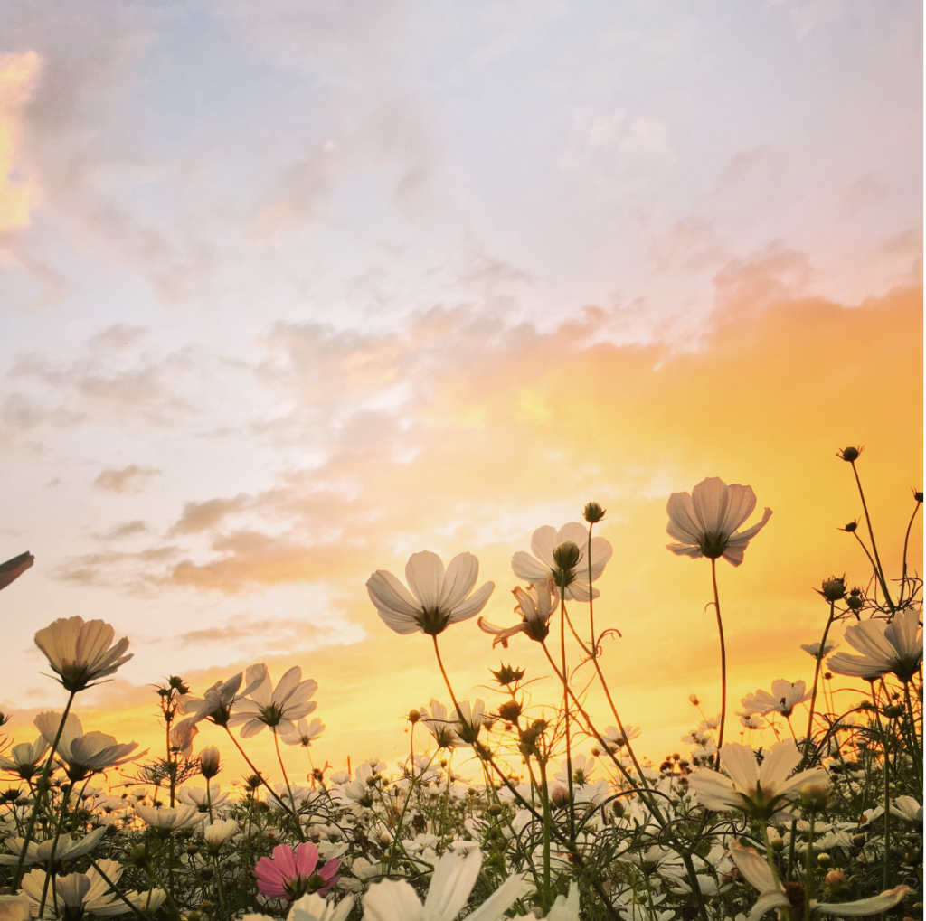 flowers in front of a sunset sky