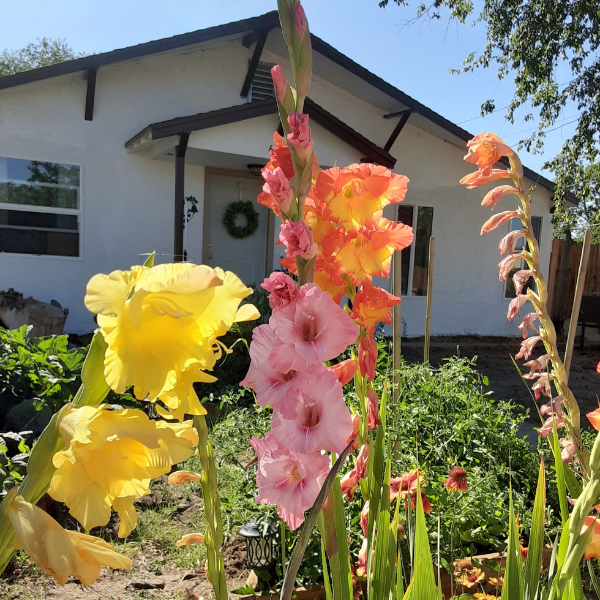 What is Cottage Living?